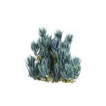 3d illustration of Senecio mandraliscae bush isolated on white background Royalty Free Stock Photo