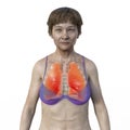 A 3D illustration of a senior woman with transparent skin, showcasing a pair of healthy lungs in intricate detail.