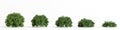 3d illustration of set Acacia cognata bush isolated on white bachground