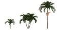 3d illustration of set adonidia merrillii palm isolated on white background