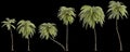 3d illustration of set African oil palm isolated on black background