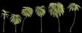 3d illustration of set African oil palm isolated on black background