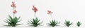 3d illustration of set Aloe striata tree isolated on white bachground