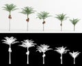 3d illustration of set Archontophoenix alexandrae tree isolated on white and its mask Royalty Free Stock Photo