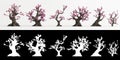 3d illustration of set Armeniaca mume bonsai isolated on white and its mask