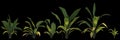 3d illustration of set aspidistra elatior plant isolated on black background