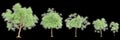 3d illustration of set Azadirachta indica tree isolated on black background