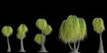 3d illustration of set beaucarnea recurvata plant isolated on black background