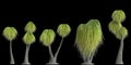 3d illustration of set beaucarnea recurvata plant isolated on black background