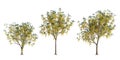 3d illustration of set Cassia fistula tree isolated on white background Royalty Free Stock Photo