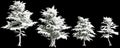 3d illustration of set Cedrus libani snow covered tree isolated on black background