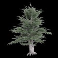 3d illustration of set Cedrus libani tree isolated on black background