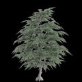 3d illustration of set Cedrus libani tree isolated on black background