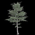 3d illustration of set Cedrus libani tree isolated on black background