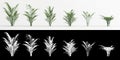 3d illustration of set Chamaedorea elegans tree isolated on white and its mask Royalty Free Stock Photo