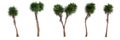 3d illustration of set cordyline australis tree isolated on white background Royalty Free Stock Photo