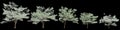 3d illustration of set Cornus florida tree isolated on black background