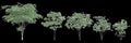 3d illustration of set Cornus kousa tree isolated on black background
