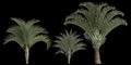 3d illustration of set dypsis decaryi palm isolated on black background
