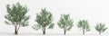 3d illustration of set eucalyptus gunnii tree isolated on white background