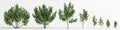 3d illustration of set ficus tree isolated on white background Royalty Free Stock Photo