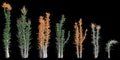 3d illustration of set Fouquieria columnaris tree isolated on black background