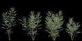 3d illustration of set Fraxinus griffithii tree isolated on black background