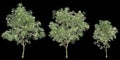 3d illustration of set Fraxinus griffithii tree isolated on black background