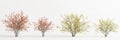 3d illustration of set hamamelis x intermedia tree isolated on white background Royalty Free Stock Photo