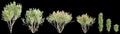 3d illustration of set Lawsonia inermis tree isolated on black background Royalty Free Stock Photo