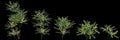 3d illustration of set Mahonia japonica tree isolated on black background