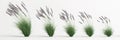 3d illustration of set molinia caerulea grass isolated on white background