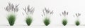 3d illustration of set molinia caerulea grass isolated on white background