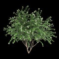 3d illustration of set Nyctanthes arbor tristis tree isolated on black background