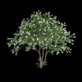 3d illustration of set Nyctanthes arbor tristis tree isolated on black background