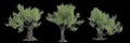 3d illustration of set Olea europaea tree isolated black background