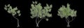 3d illustration of set Olea europaea tree isolated black background