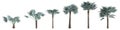 3d illustration of set palm Bismarckia Nobilis isolated on white background