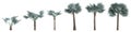 3d illustration of set palm Bismarckia Nobilis isolated on white background