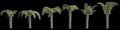 3d illustration of set palm Butia Capitata isolated on black background