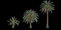 3d illustration of set phoenix canariensis palm isolated on black background