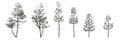 3d illustration of set pinus strobus tree isolated on white background Royalty Free Stock Photo