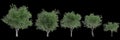 3d illustration of set Platanus acerifolia tree isolated on black background