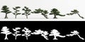 3d illustration of set Podocarpus macrophyllus bonsai isolated on white and its mask