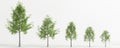 3d illustration of set quercus phellos tree isolated on white background