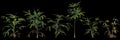3d illustration of set rhapis plant isolated on black background