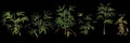 3d illustration of set rhapis plant isolated on black background human\'s eye view