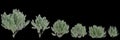 3d illustration of set Rosmarinus officinalis bush isolated black background