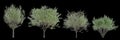 3d illustration of set Salix caprea tree isolated black background