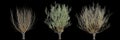 3d illustration of set Salix caprea tree isolated black background